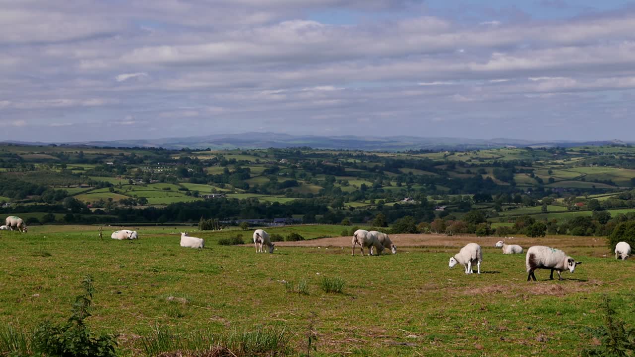 Lammaslauma laiduntaa. Kesä. Powys. Wales