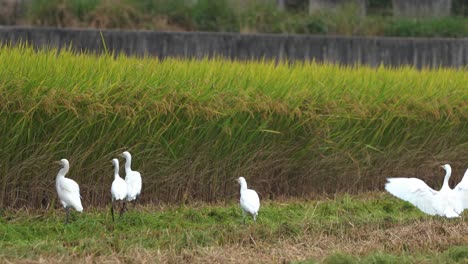 white egrets wading birds and other species gathered on cultivated rice paddy field during harvesting season, foraging on fallen crops after harvester tractor, reaping, threshing, and winnowing