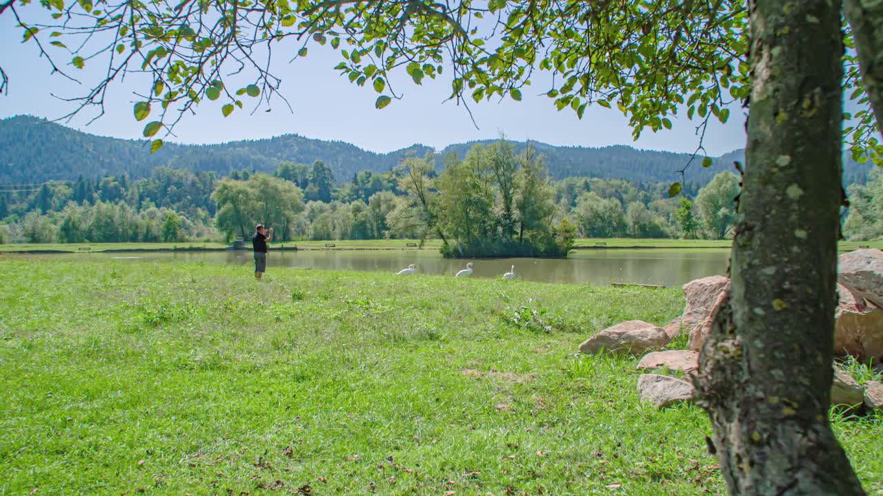 man walk towards beautiful white swans by lake, green grass. Radlje ob Dravi