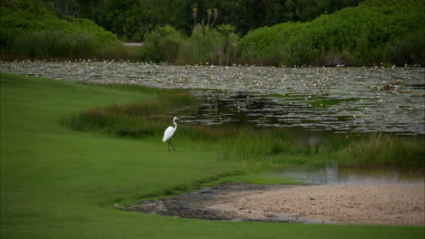 Slow-motion-of-a-white-heron-walking-towards-a-pond-full-of-lily-pads