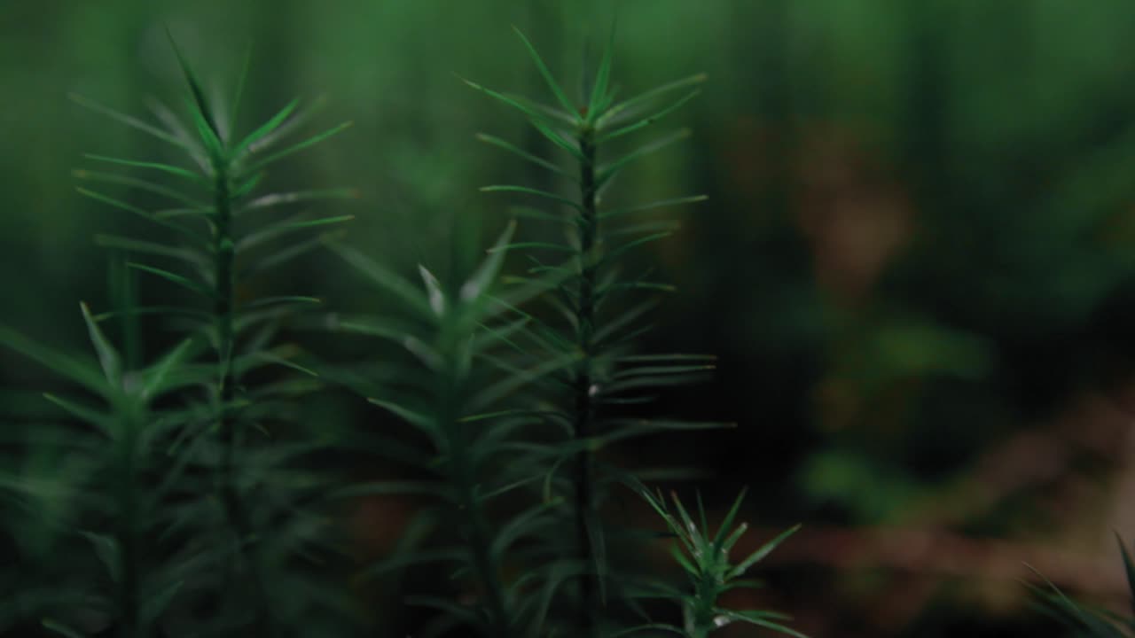 A track left macro shot of a green plant with a blurry background