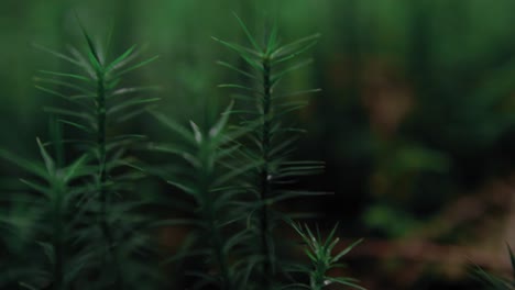 a track left macro shot of a green plant with a blurry background