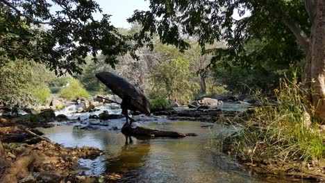 a man crossing a river stream of the cauvery river carrying a coracle and a paddle in hogenakkal, tamilnadu, india