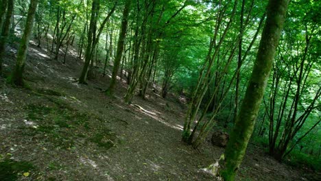 Slowly-moving-into-forest-full-of-leaves-on-the-ground