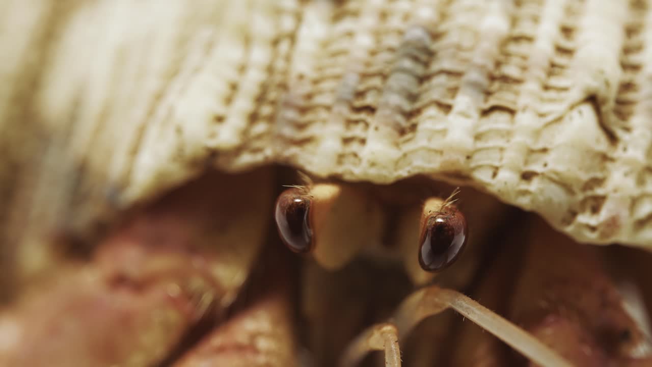 Hermit Crab Eyes in Macro Shot