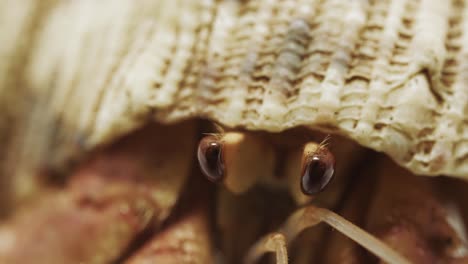 ojos de cangrejo ermitaño en una toma macro