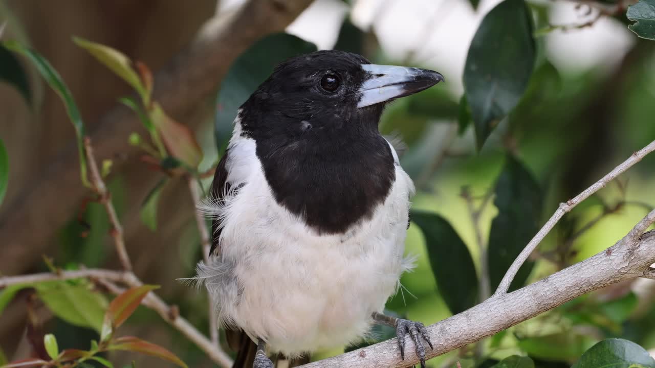 한 새가 나가지에 조용히 앉아서 지켜보고 있다.
