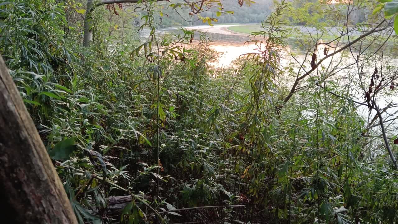 작은 숲에서 이탈리아의 강 포 옆 일몰