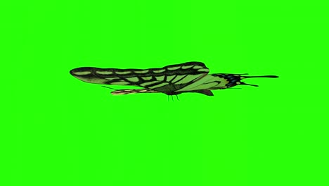 exotic butterfly green screen 3d rendering animation.