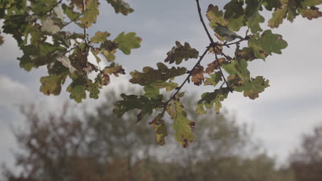 Otoño---Rama-De-Color-Otoñal-Meciéndose-En-El-Viento,-En-Cámara-Lenta---Sin-Clasificar