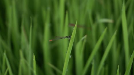 La-Libélula-De-Aguja-O-Zygoptera-También-Se-Llama-Caballito-Del-Diablo-En-Las-Hojas-De-Arroz