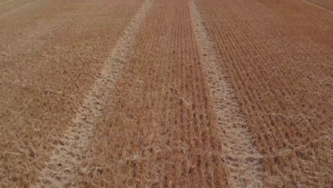 Aerial-pan-up-reveal-from-agricultural-field-to-show-combine-harvesters-at-work-in-the-UK