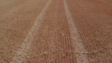 Panorámica-Aérea-Revela-Desde-El-Campo-Agrícola-Para-Mostrar-Las-Cosechadoras-En-El-Trabajo-En-El-Reino-Unido