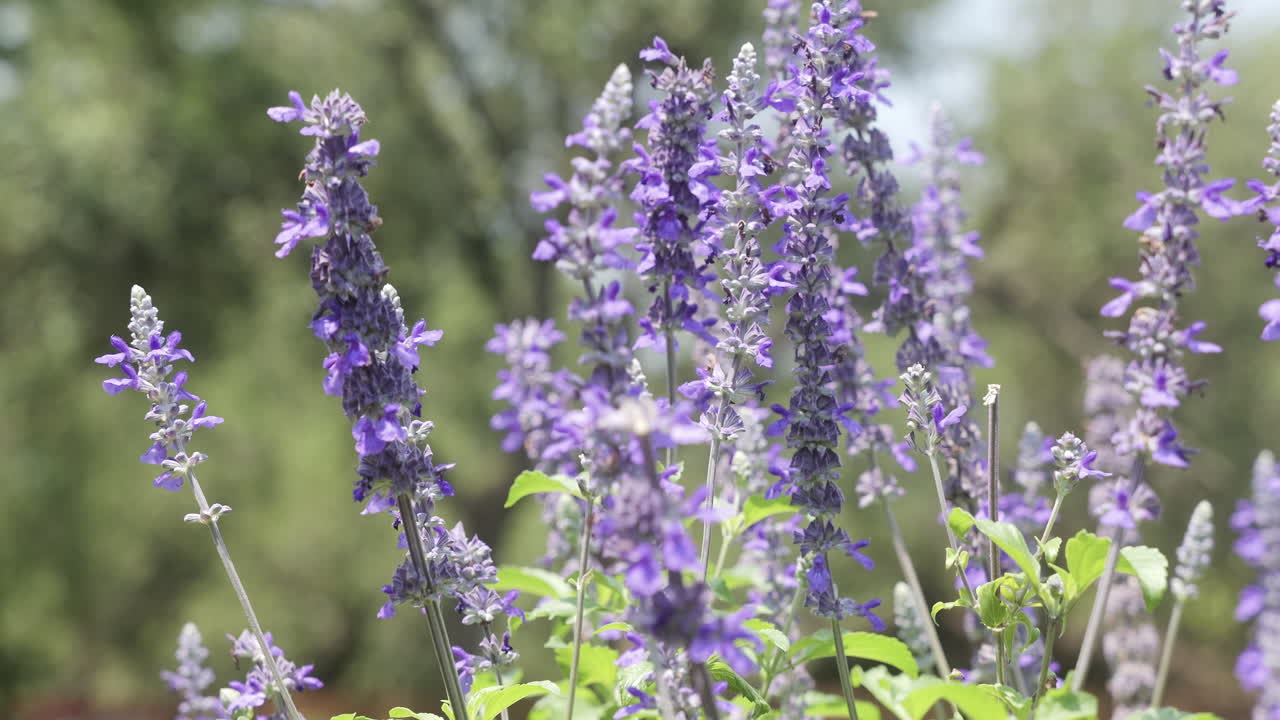 cerca de las flores de salvia azul soplando en la brisa con insectos revoloteando a su alrededor