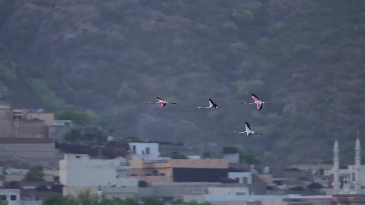 Greater flamingos in flight against a backdrop of a village nestled in a valley.