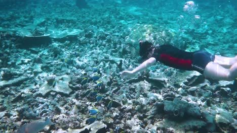 Snorkeler-Coral-reef-in-the-Maldives