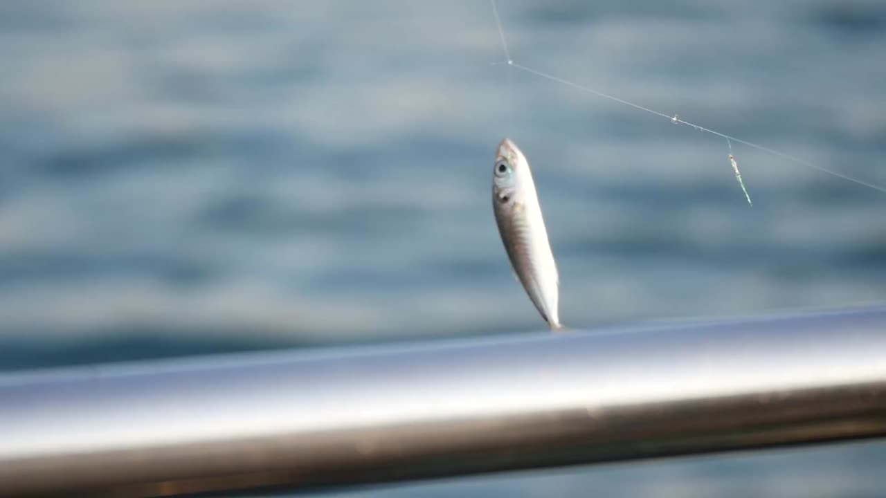 Small fish caught on a fishing line over the sea
