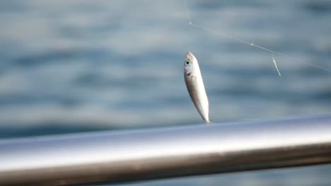 small fish caught on a fishing line over the sea