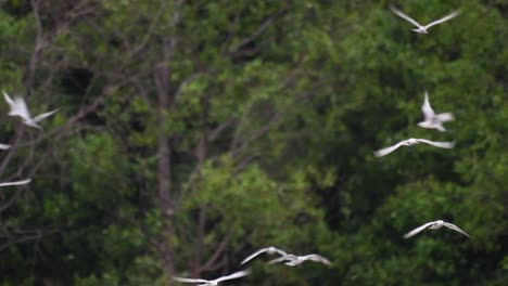 Terns-are-seabirds-that-can-be-found-all-throughout-the-world-at-sea,-rivers,-and-other-wider-bodies-of-water