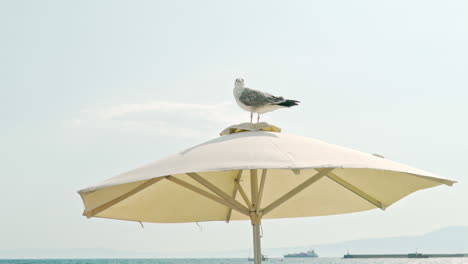 gaviota encaramada en la parte superior de la sombrilla de playa 120fps