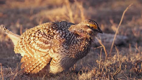 el dramático plumaje de la hora dorada en el macho de la gallina de cola afilada en la pradera lek