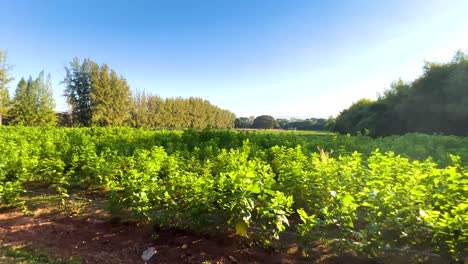 vibrant landscape showcasing nature's beauty and tranquility