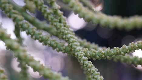 detailed view of plant branches and buds