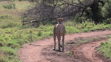 Frontal-shot-of-a-male-cheetah-standing-in-the-middle-of-a-park-road