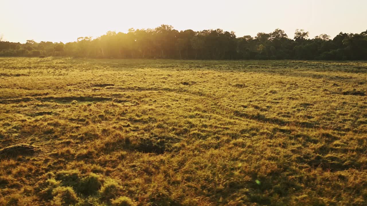 아프리카 사바나 숲과 나무의 공중 풍경 풍경 해가 뜨면, 마사이 마라 해가 뜨면 뜨거운 공기 풍선 비행 비행 마사이 마라 위에서 놀라운 자연과 해가 뜨는