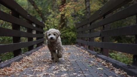 Entzückender-Maltipoo-welpe,-Der-Auf-Holzbrücke-Mit-Getrockneten-Gefallenen-Blättern-Läuft