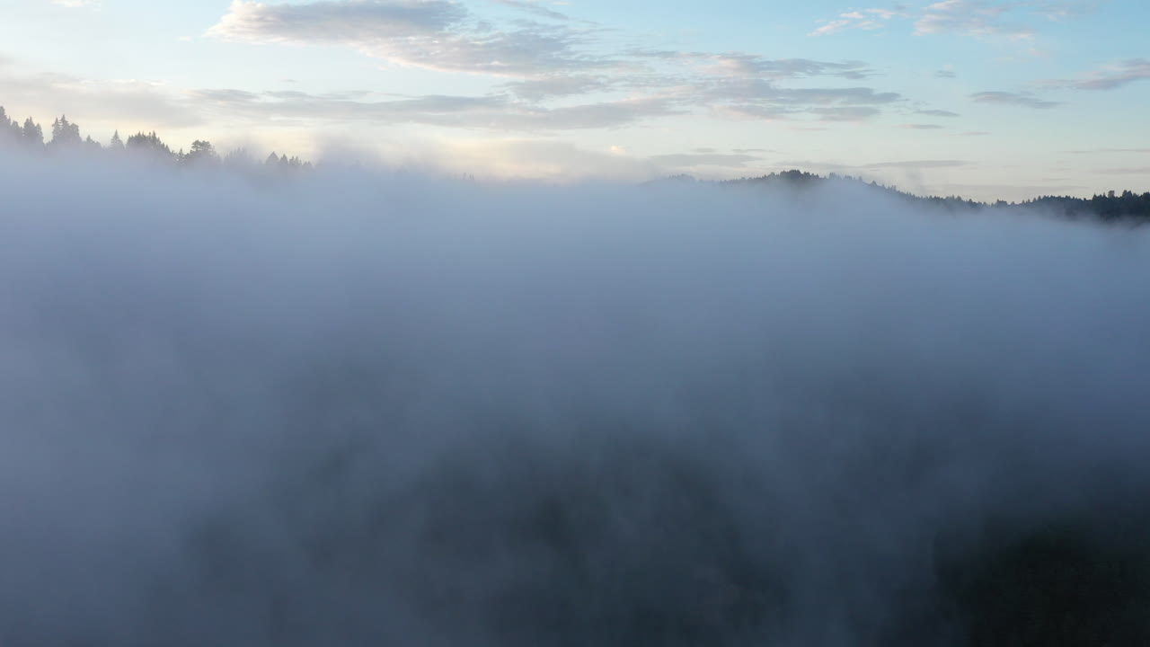 구름을 뚫고 캘리포니아의 산 꼭대기와 삼나무를 구경하세요
