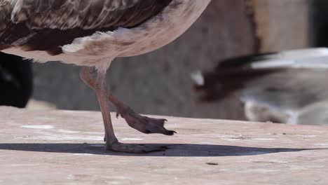 Vuela-Con-Las-Gaviotas-Sobre-El-Mar-Centelleante-De-Essaouira