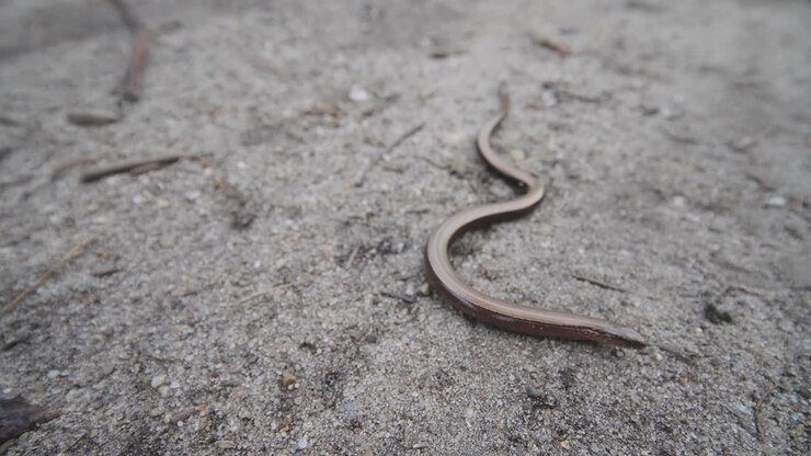 Close up of Blindworm lizard or deaf adder crawling on ground