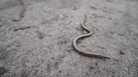 Close-up-of-Blindworm-lizard-or-deaf-adder-crawling-on-ground