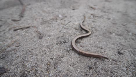 close up of blindworm lizard or deaf adder crawling on ground