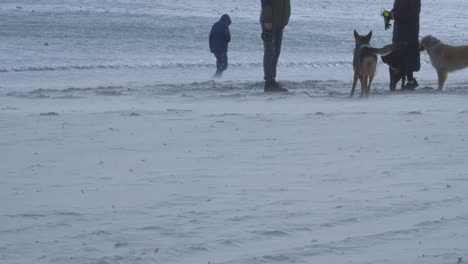 People-Strolling-At-The-Beach-With-Domestic-Pet-Dogs