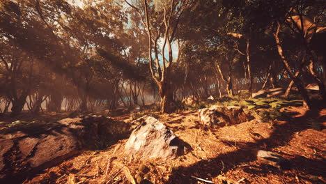 enchanted forest in magical light