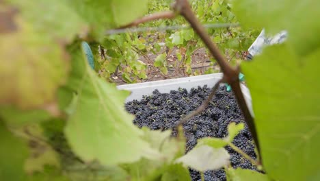dolly fuera de un contenedor lleno de uvas escondidas entre las vides de un viñedo, valle de leyda, chile