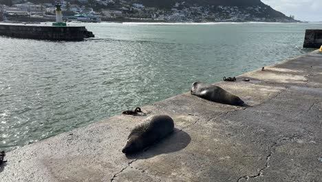 seals basking on the pier in kalk bay, cape town.