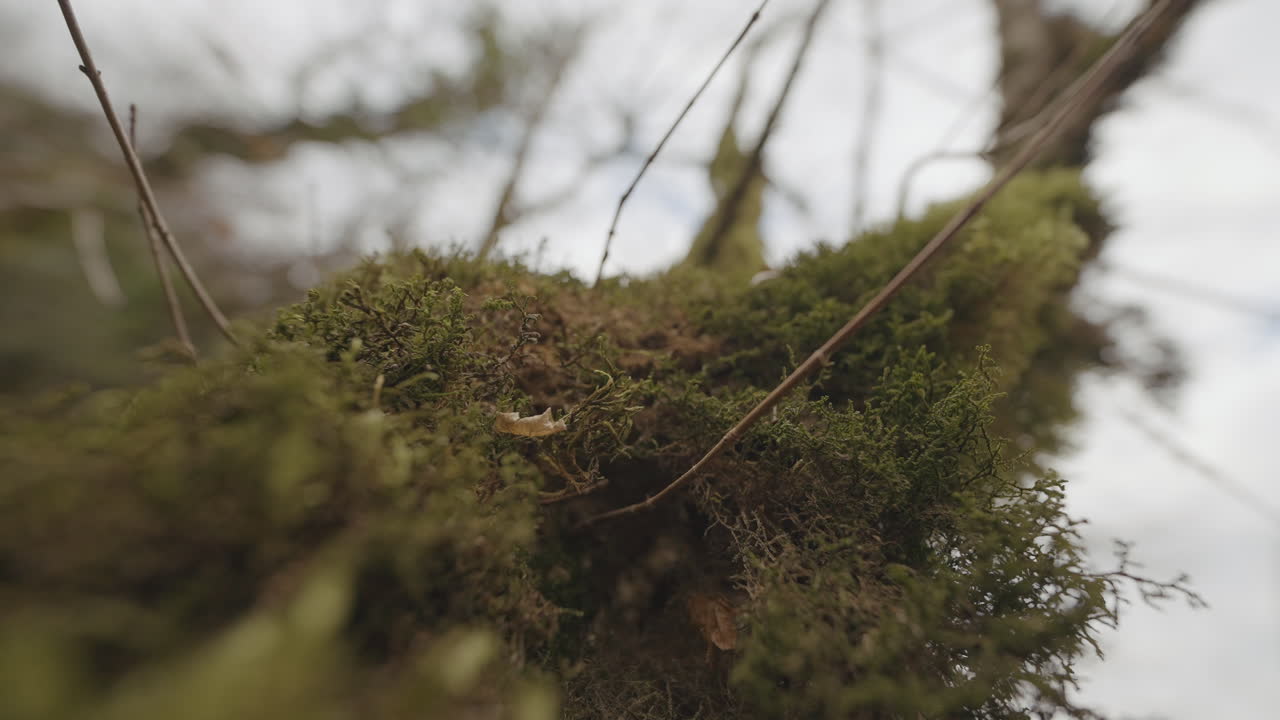 Il tronco dell'albero coperto di muschio