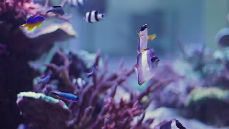 Una-Hermosa-Escena-Submarina-Ambientada-En-Un-Acuario-Tropical-Lleno-De-Peces-Vivos-Y-De-Colores-Brillantes-Filmada-A-Cámara-Lenta-De-100-Fps