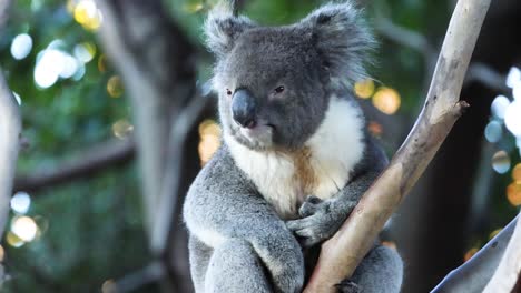 koala resting on a tree branch