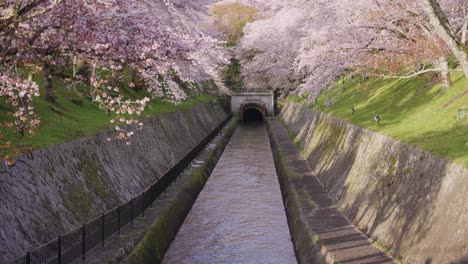 biwako sosui canal at sunrise lined with sakura trees blooming in spring, japan