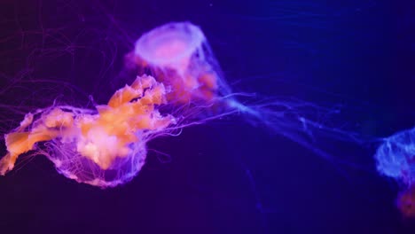 beautiful jellyfishes