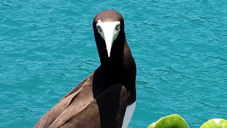 close up of brown booby with rippling blue sea in background