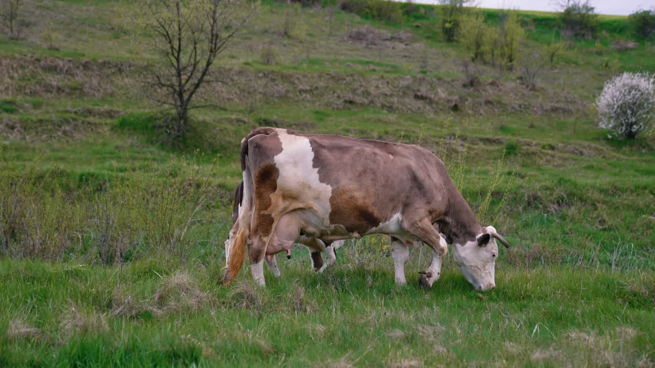 Milky cow and a calf on a meadow. Brown cow grazing green grass on valley. Domestic animals on pasture.