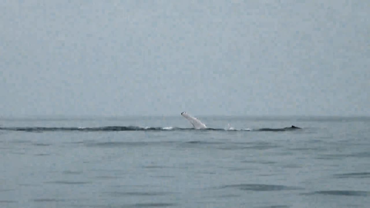 2010년대 지느러미로 바다 표면을 뚫고 나오는 혹등고래