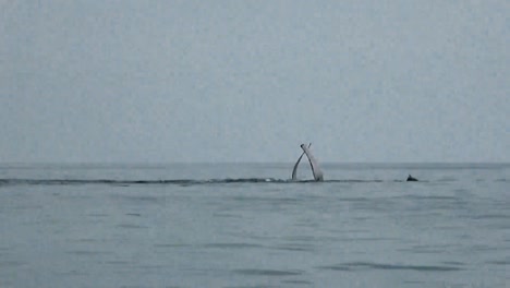 Humpback-Whales-Breaching-the-Surface-Of-the-Ocean-With-their-Fins-2010S