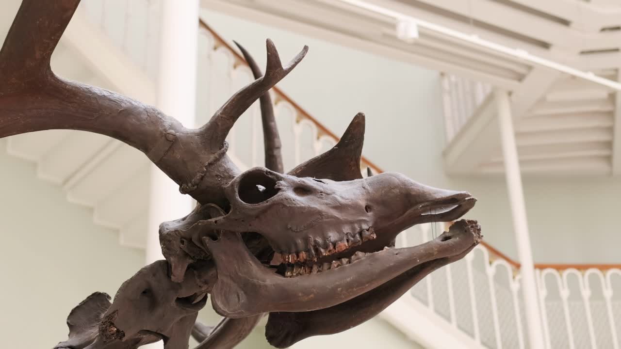 Detailed view of a deer skull and antlers against a museum interior backdrop with railing and ceiling.