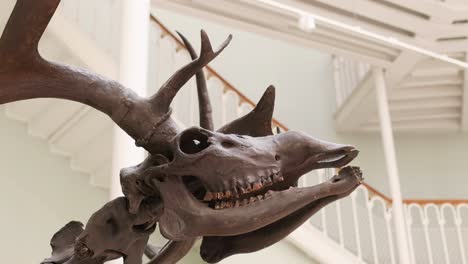 detailed view of a deer skull and antlers against a museum interior backdrop with railing and ceiling.